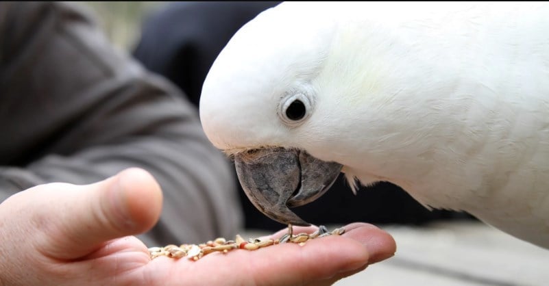 Kakatua Bulu Cockatoo Sanctuary